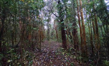 :
🌲 OPORTUNIDAD ÚNICA EN NERCÓN ALTO, superficie 2 hás. Bosque Nativo.
