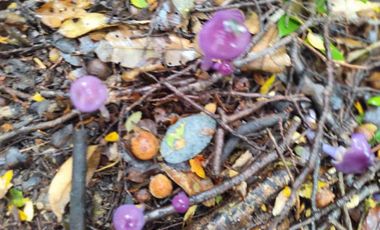 :
🌲 OPORTUNIDAD ÚNICA EN NERCÓN ALTO, superficie 2 hás. Bosque Nativo.