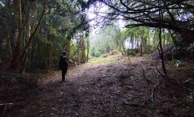:
🌲 OPORTUNIDAD ÚNICA EN NERCÓN ALTO, superficie 2 hás. Bosque Nativo.