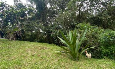 🌳FINCA VÍA TERMALES EN RENTA 
 4.400 mts² Santa Rosa de Cabal,  Vereda la Leona, Sector Vísperas