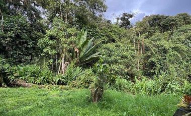 🌳FINCA VÍA TERMALES EN RENTA 
 4.400 mts² Santa Rosa de Cabal,  Vereda la Leona, Sector Vísperas