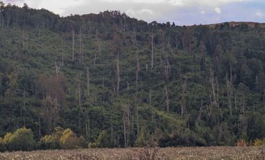 Campo en Venta en San Pablo, Osorno – 116,6 Hectáreas con Alto Potencial Agrícola o para Desarrollo Inmobiliario