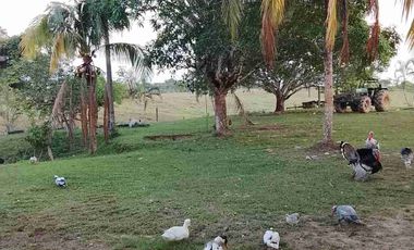 Vendo Finca de 500 Hectáreas en el Meta Municipio Puerto Lleras Sector Loma Linda