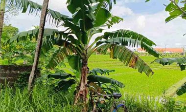 termurah!! jl bumbak umalas 38 are tanah di jual
