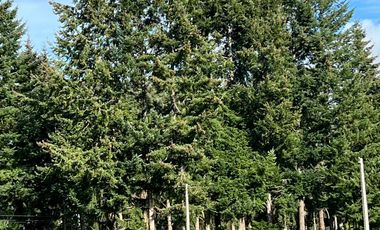 Hermosas Parcelas en venta ubicadas a la salida norte de Valdivia