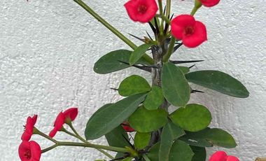 🌿 Apartaestudio amoblado en entorno campestre, Condominio Pereira todo incluido