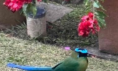 🌿 Apartaestudio amoblado en entorno campestre, Condominio Pereira todo incluido