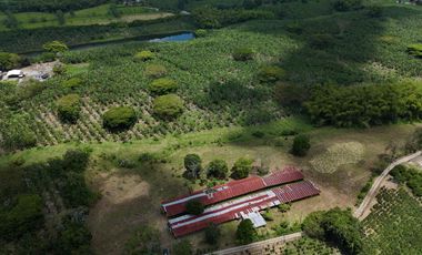 Finca en venta vía pueblo Tapao Quindío