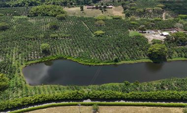 Finca en venta vía pueblo Tapao Quindío