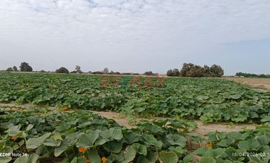 Terreno Agrícola En Venta – San Andrés, Pisco