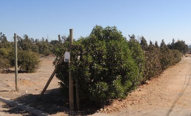 17.000 MT2 SECTOR FUERTE AGUAYO ORILLA F-528 CON LIQUIDAMBAR EN VERTICE