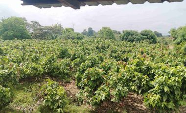 Venta de Propiedad Industrial – Centro de Acopio Agrícola