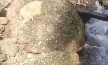 Se vende 75 Hectáreas en el sector de brilla sol Intag Cotacachi Imbabura Ecuador