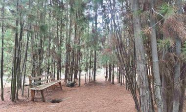 BONITA PARCELA EN ALGARROBO, 5.145 M2