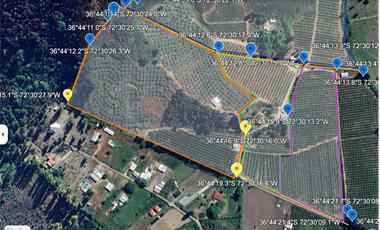 Campo productivo ubicado en Coyanco, Quillón, a los pies del Cerro Cayumanque