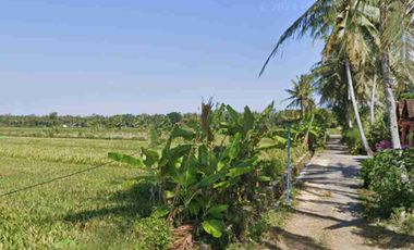 Tanah Murah View Sawah di Panjatan Kulon Progo