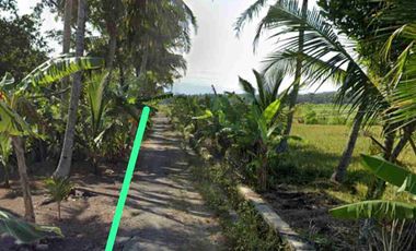 Tanah Murah View Sawah di Panjatan Kulon Progo