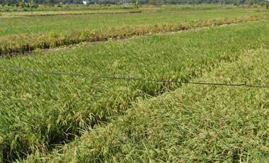Tanah Murah View Sawah di Panjatan Kulon Progo