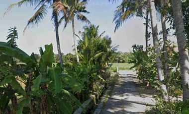 Tanah Murah View Sawah di Panjatan Kulon Progo