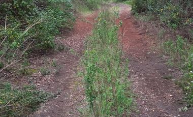 Venta de parcela a la orilla de camino de Quilacoya