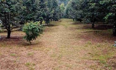 Jual murah Kebun Produktif Pekalongan