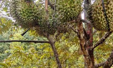 Jual murah Kebun Produktif Pekalongan