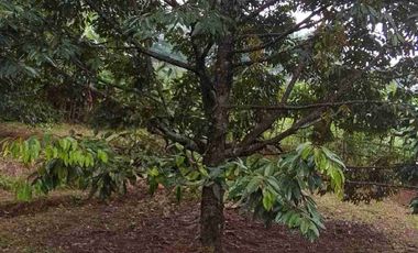 Jual murah Kebun Produktif Pekalongan