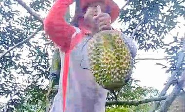 Jual murah Kebun Produktif Pekalongan