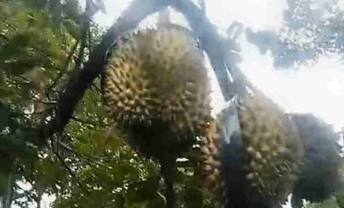 Jual murah Kebun Produktif Pekalongan