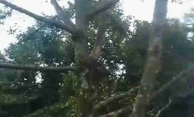 Jual murah Kebun Produktif Pekalongan