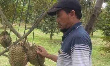Jual murah Kebun Produktif Pekalongan