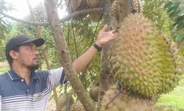Jual murah Kebun Produktif Pekalongan