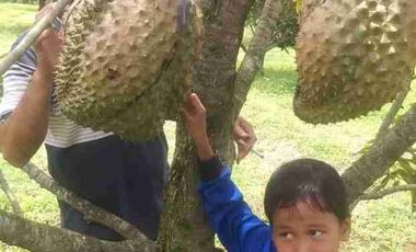 Jual murah Kebun Produktif Pekalongan