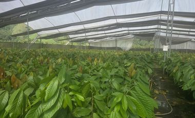 VENTA HACIENDA DE CACAO 62,5 HECTAREAS, NORTE DE QUITO