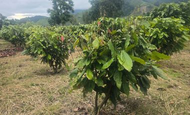 VENTA HACIENDA DE CACAO 62,5 HECTAREAS, NORTE DE QUITO