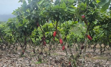 VENTA HACIENDA DE CACAO 62,5 HECTAREAS, NORTE DE QUITO