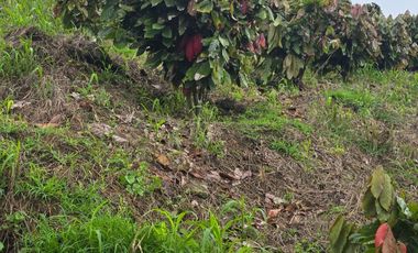VENTA HACIENDA DE CACAO 62,5 HECTAREAS, NORTE DE QUITO