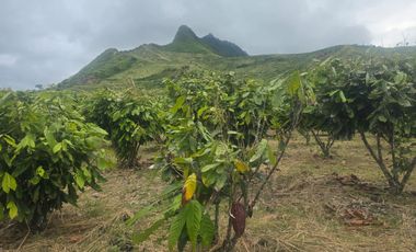 VENTA HACIENDA DE CACAO 62,5 HECTAREAS, NORTE DE QUITO