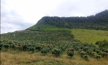 VENTA HACIENDA DE CACAO 62,5 HECTAREAS, NORTE DE QUITO