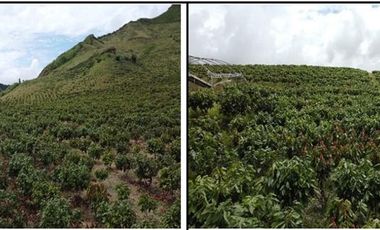 VENTA HACIENDA DE CACAO 62,5 HECTAREAS, NORTE DE QUITO