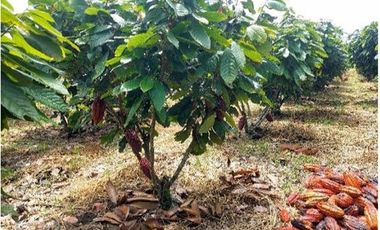 VENTA HACIENDA DE CACAO 62,5 HECTAREAS, NORTE DE QUITO