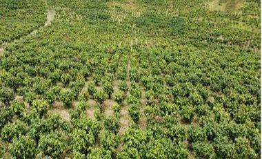 VENTA HACIENDA DE CACAO 62,5 HECTAREAS, NORTE DE QUITO