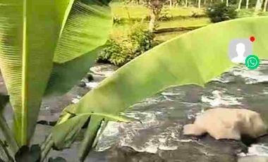 JUAL MURAH TANAH KEBUN DURIAN PRODUKTIF  VIEW INDAH TEPI SUNGAI WISATA PEKALONGAN