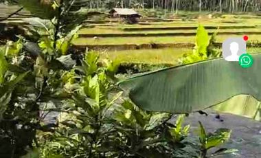 JUAL MURAH TANAH KEBUN DURIAN PRODUKTIF  VIEW INDAH TEPI SUNGAI WISATA PEKALONGAN