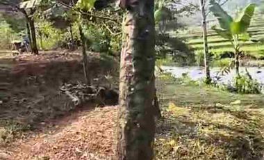 JUAL MURAH TANAH KEBUN DURIAN PRODUKTIF  VIEW INDAH TEPI SUNGAI WISATA PEKALONGAN