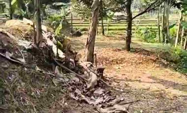 JUAL MURAH TANAH KEBUN DURIAN PRODUKTIF  VIEW INDAH TEPI SUNGAI WISATA PEKALONGAN