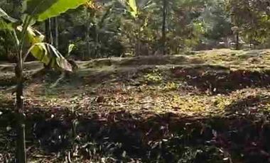 JUAL MURAH TANAH KEBUN DURIAN PRODUKTIF  VIEW INDAH TEPI SUNGAI WISATA PEKALONGAN