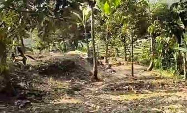JUAL MURAH TANAH KEBUN DURIAN PRODUKTIF  VIEW INDAH TEPI SUNGAI WISATA PEKALONGAN