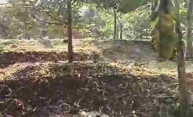 JUAL MURAH TANAH KEBUN DURIAN PRODUKTIF  VIEW INDAH TEPI SUNGAI WISATA PEKALONGAN