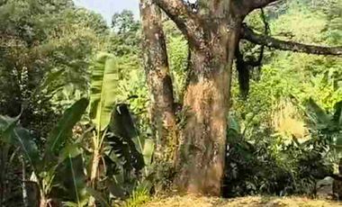 JUAL MURAH TANAH KEBUN DURIAN PRODUKTIF  VIEW INDAH TEPI SUNGAI WISATA PEKALONGAN